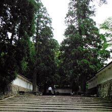 飫肥城跡(しあわせ杉)