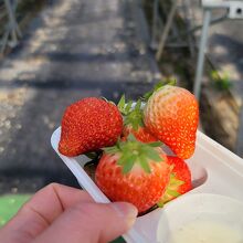 端にベンチもあるので、いくつか採って座って食べることもできま