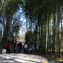 竹でできた椅子？もあります