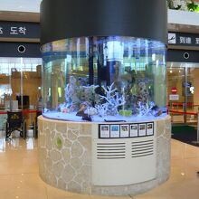 １階　到着フロアーに在る水槽です