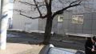 たしかにソメイヨシノらしい木もありました