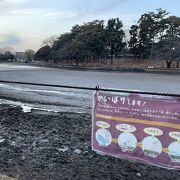 現在、かいぼりで大宮公園の池の水が抜かれています。レアな光景です。梅が咲き始めています。