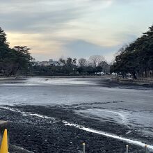 かいぼり、で水のない大宮公園の池