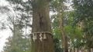 たこみたいな根っこ