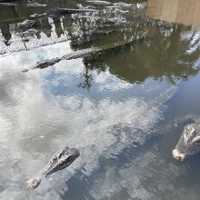 静かな時のワニ