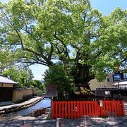 楠の巨木と明神川