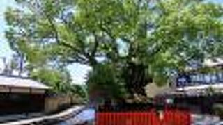 楠の巨木と明神川