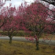 柏の葉公園で散歩