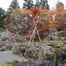 不断桜と紅葉