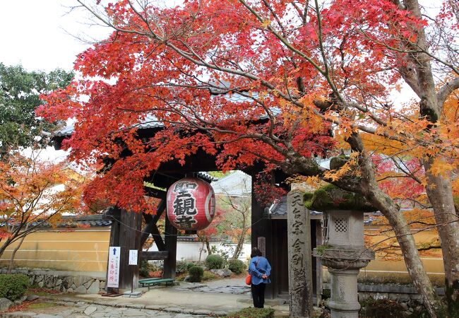 紅葉が本当に美しい