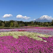 芝桜と富士山