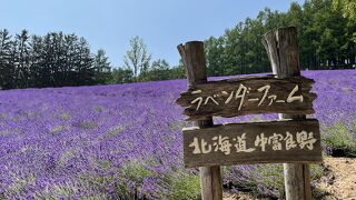 一面のラベンダーに感動