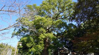 六所神社の大樟