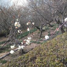 東風吹かば匂い起こせよ梅の花