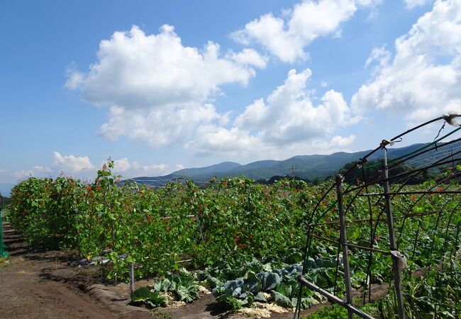 石田観光農園(リンゴ プラム ブルーベリー狩り)