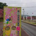 本部八重岳桜まつり