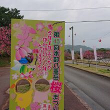 本部八重岳桜まつり