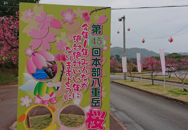 本部八重岳桜まつり