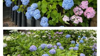 あじさいが綺麗