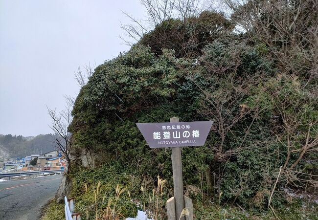 椿自生北限地