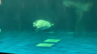 シロイルカが目玉