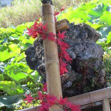 水は龍の口から