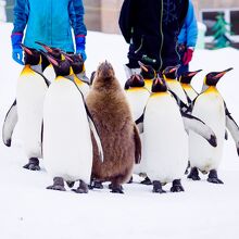 積雪期のみ実施のペンギンの散歩