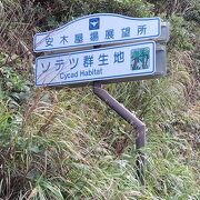 圧巻のソテツの山