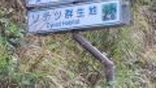 圧巻のソテツの山