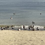 海で羽根を休める渡り鳥