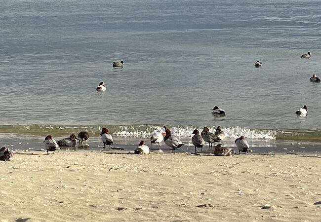 海で羽根を休める渡り鳥