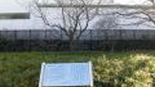 花が咲くと白いハンカチのようになるらしい