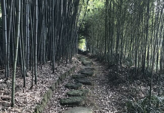 竹林を積極的に保存する目的で作られた公園