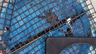 たくさんの赤ちゃんがいた