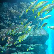 ハイセンスな水族館！