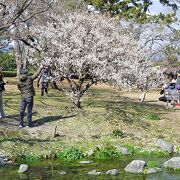 出水の小川と梅