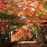 入場料500円のほかに駐車料金500円もかかったけど、きれいな紅葉でした。