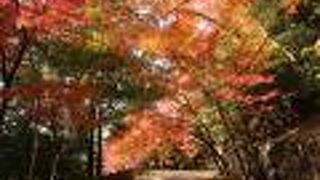 入場料500円のほかに駐車料金500円もかかったけど、きれいな紅葉でした。