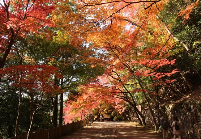 入場料500円のほかに駐車料金500円もかかったけど、きれいな紅葉でした。