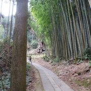 武雄神社のご神木は樹齢3千年以上とも言われているパワースポット