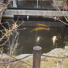 清流亭内にある湧水を利用した池には錦鯉が泳いでいます。
