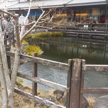 清流亭内にある湧水を利用した池には錦鯉が泳いでいます。