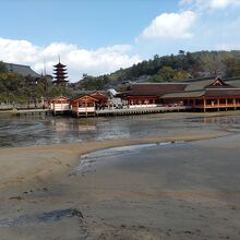 西側から見た厳島神社。五重塔や千畳閣も見える。