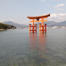 リフレッシュしたばかりの水に浮かぶ朱色の大鳥居。