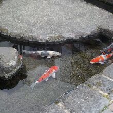 湧水の流れる水路に錦鯉がたくさん泳いでいます。