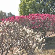 快晴で気持ちいい多摩川台公園