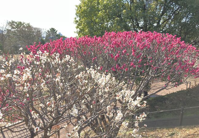 快晴で気持ちいい多摩川台公園