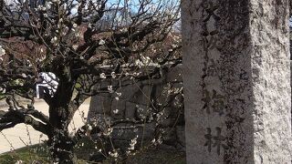 五分咲きの梅林