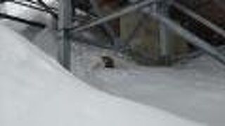 キツネが雨宿りするスキー場