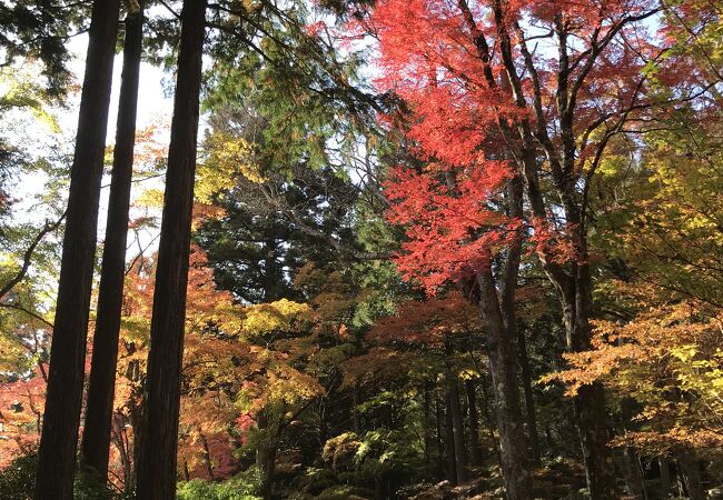 ナツズイセン　パステル画　箱根長安寺 長安寺 クチコミ・アクセス・営業時間｜仙石原【フォートラベル】